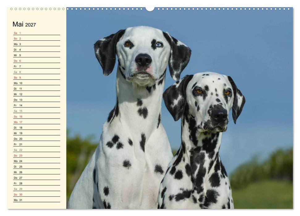 Auf den Punkt - Dalmatiner (CALVENDO Premium Wandkalender 2027)