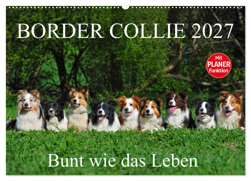 Border Collie 2027 (CALVENDO Wandkalender 2027)