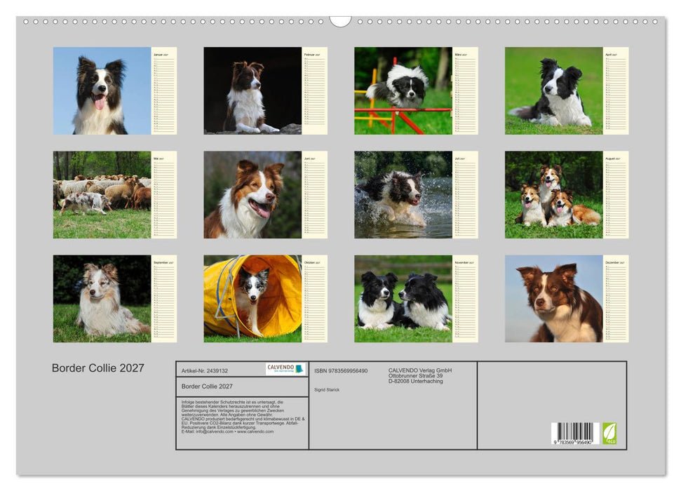 Border Collie 2027 (CALVENDO Wandkalender 2027)