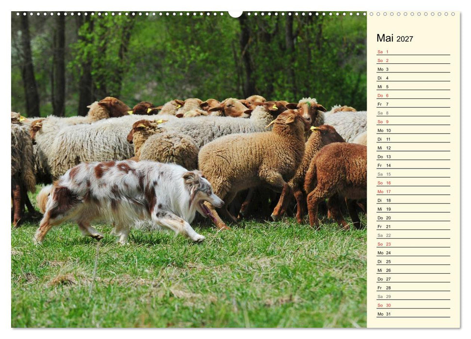Border Collie 2027 (CALVENDO Wandkalender 2027)