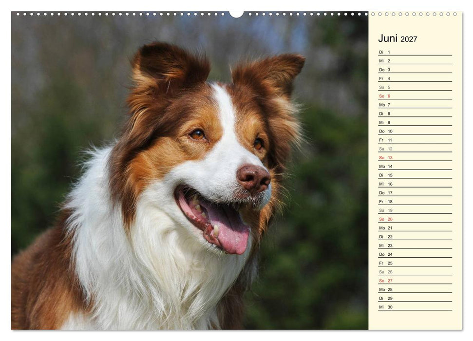 Border Collie 2027 (CALVENDO Wandkalender 2027)