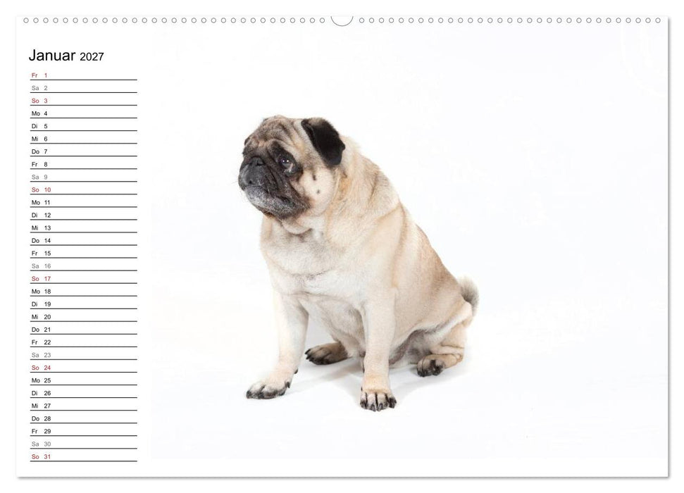 Mops - unwiderstehlich und charmant (CALVENDO Wandkalender 2027)