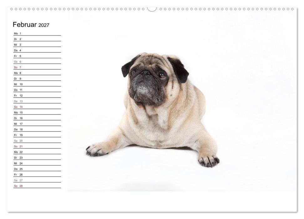 Mops - unwiderstehlich und charmant (CALVENDO Wandkalender 2027)