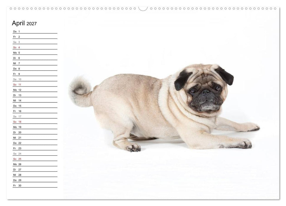 Mops - unwiderstehlich und charmant (CALVENDO Wandkalender 2027)