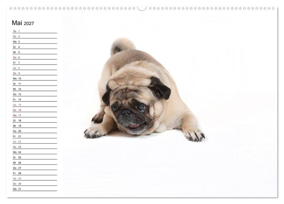 Mops - unwiderstehlich und charmant (CALVENDO Wandkalender 2027)