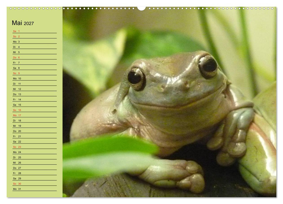 Frosch müsste man sein! (CALVENDO Premium Wandkalender 2027)
