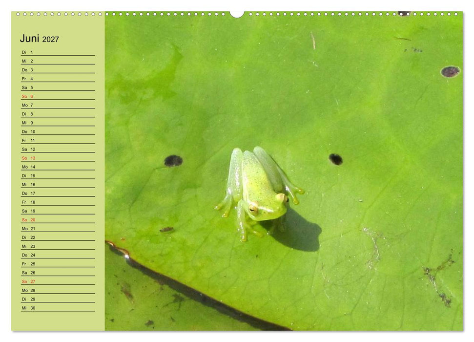 Frosch müsste man sein! (CALVENDO Premium Wandkalender 2027)