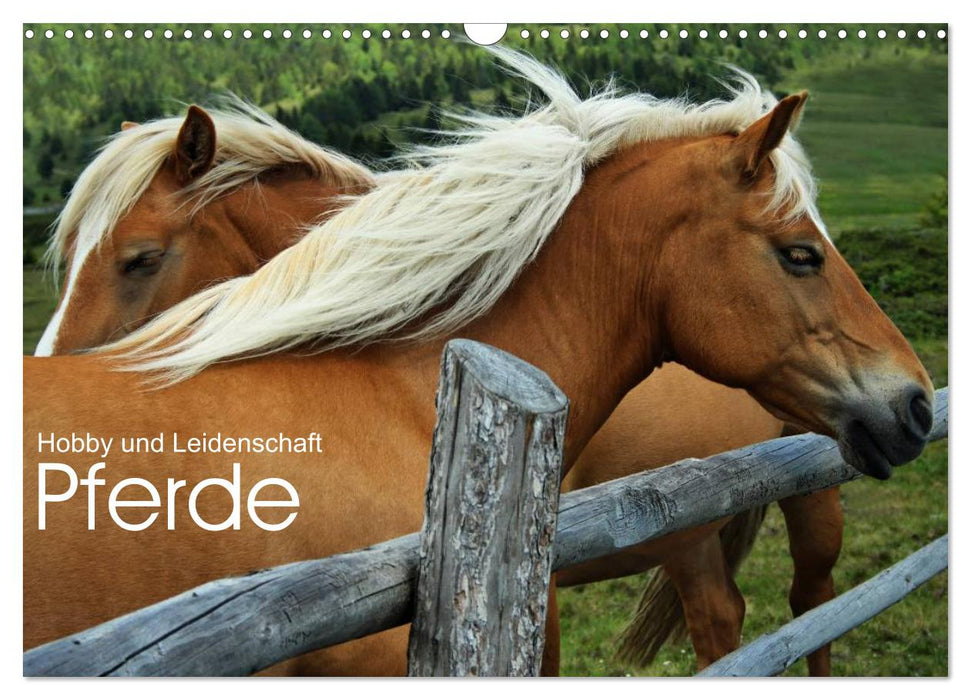 Pferde - Hobby und Leidenschaft (CALVENDO Wandkalender 2027)