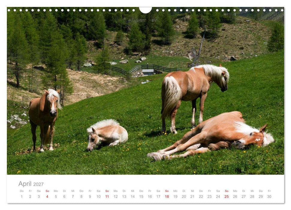 Pferde - Hobby und Leidenschaft (CALVENDO Wandkalender 2027)