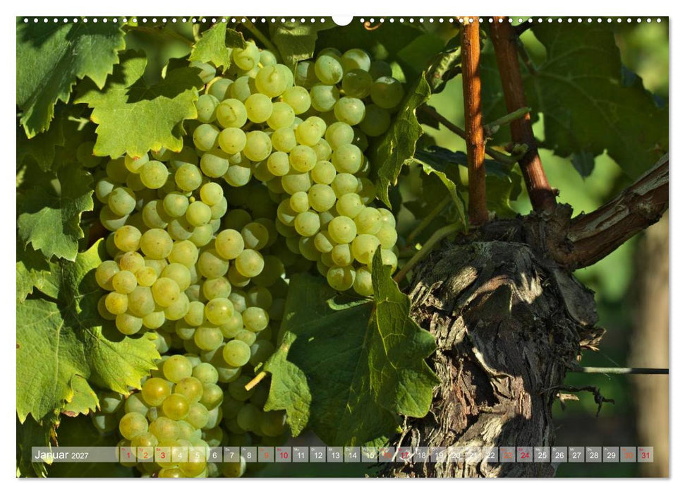 Wein- und Rebsorten aus Rheinland-Pfalz (CALVENDO Premium Wandkalender 2027)