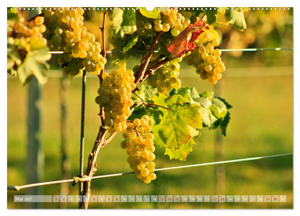 Wein- und Rebsorten aus Rheinland-Pfalz (CALVENDO Premium Wandkalender 2027)