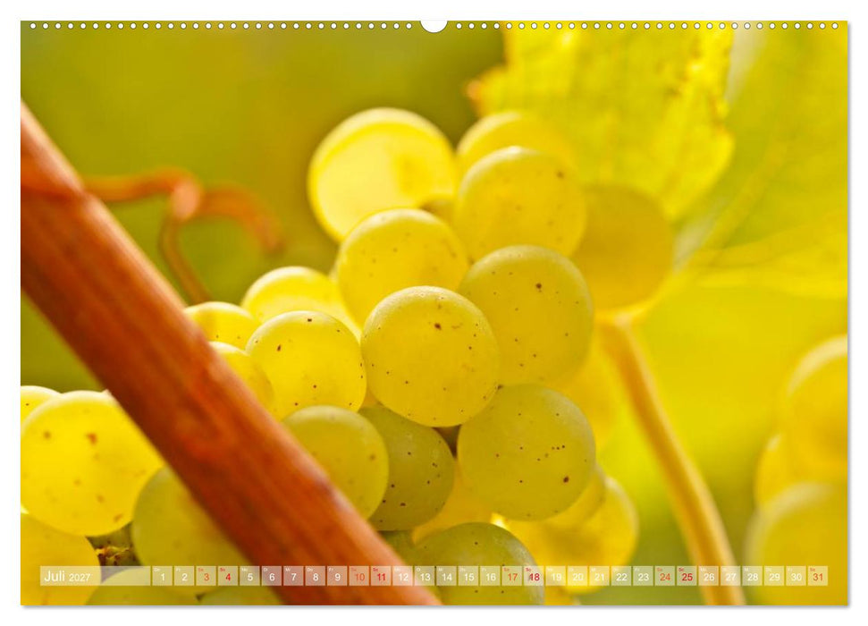 Wein- und Rebsorten aus Rheinland-Pfalz (CALVENDO Premium Wandkalender 2027)