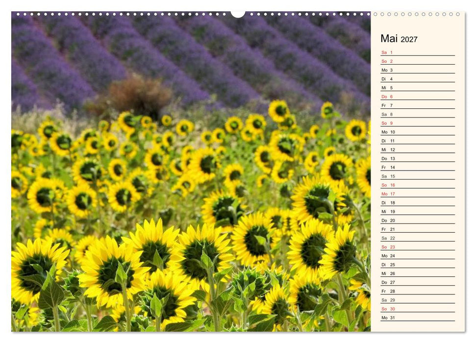 Lavendel (CALVENDO Premium Wandkalender 2027)