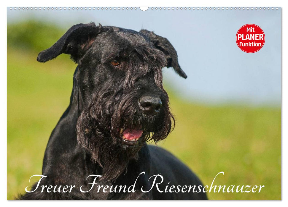 Treuer Freund Riesenschnauzer (CALVENDO Wandkalender 2027)