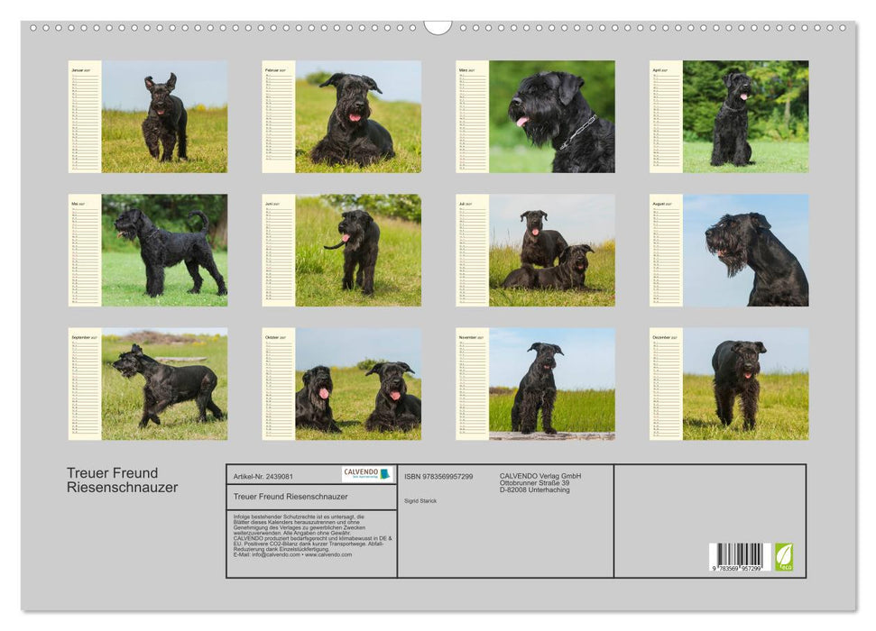 Treuer Freund Riesenschnauzer (CALVENDO Wandkalender 2027)