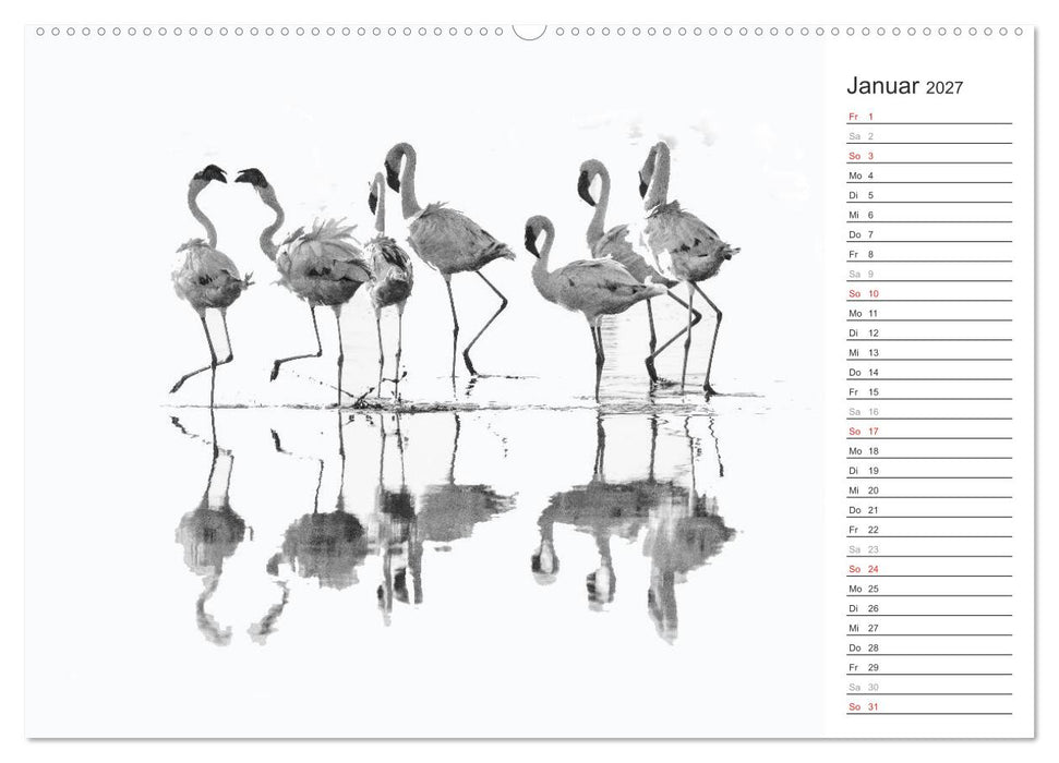Flamingo Impressionen 2027 (CALVENDO Wandkalender 2027)
