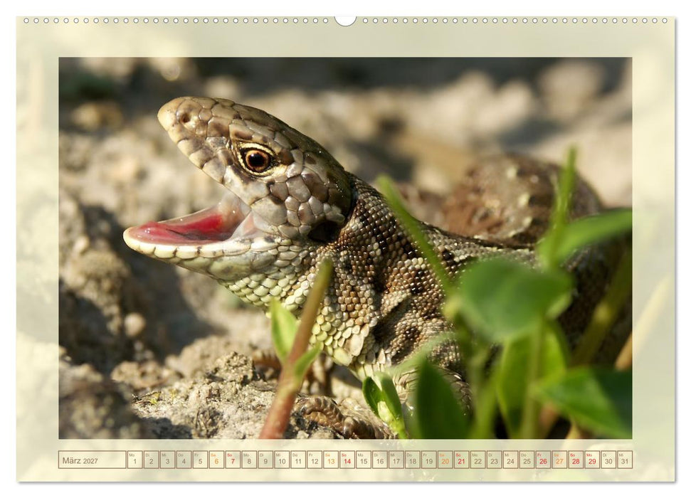 Minisaurier im Garten (CALVENDO Premium Wandkalender 2027)