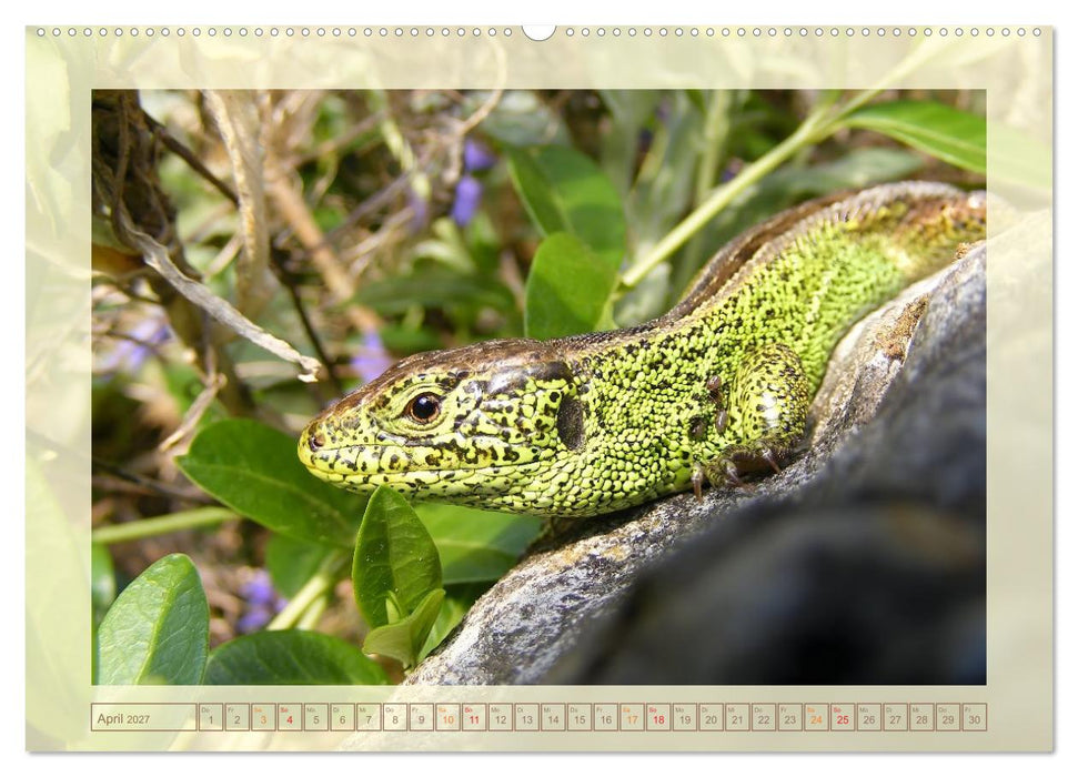 Minisaurier im Garten (CALVENDO Premium Wandkalender 2027)