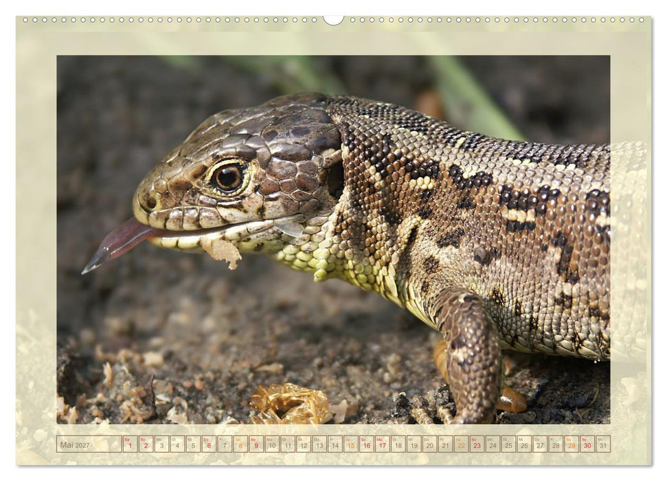 Minisaurier im Garten (CALVENDO Premium Wandkalender 2027)