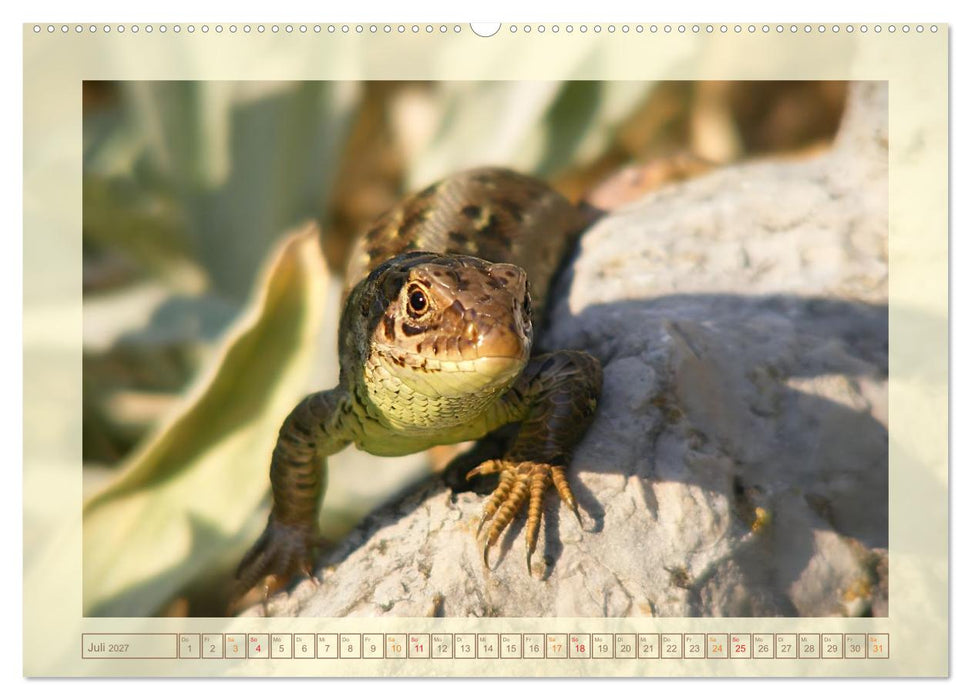 Minisaurier im Garten (CALVENDO Premium Wandkalender 2027)