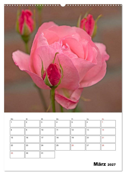 Zauberhafte Rosen (CALVENDO Wandkalender 2027)