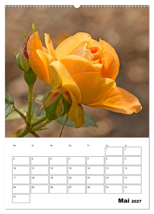 Zauberhafte Rosen (CALVENDO Wandkalender 2027)
