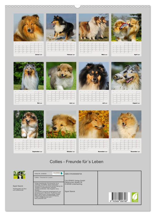 Collies - Freunde für´s Leben (CALVENDO Premium Wandkalender 2027)