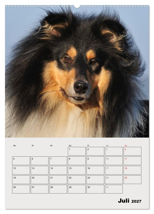 Collies - Freunde für´s Leben (CALVENDO Premium Wandkalender 2027)