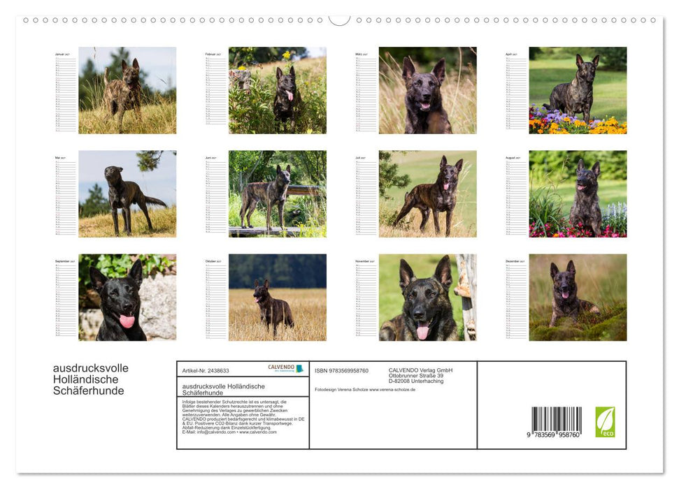 ausdrucksvolle Holländische Schäferhunde (CALVENDO Premium Wandkalender 2027)
