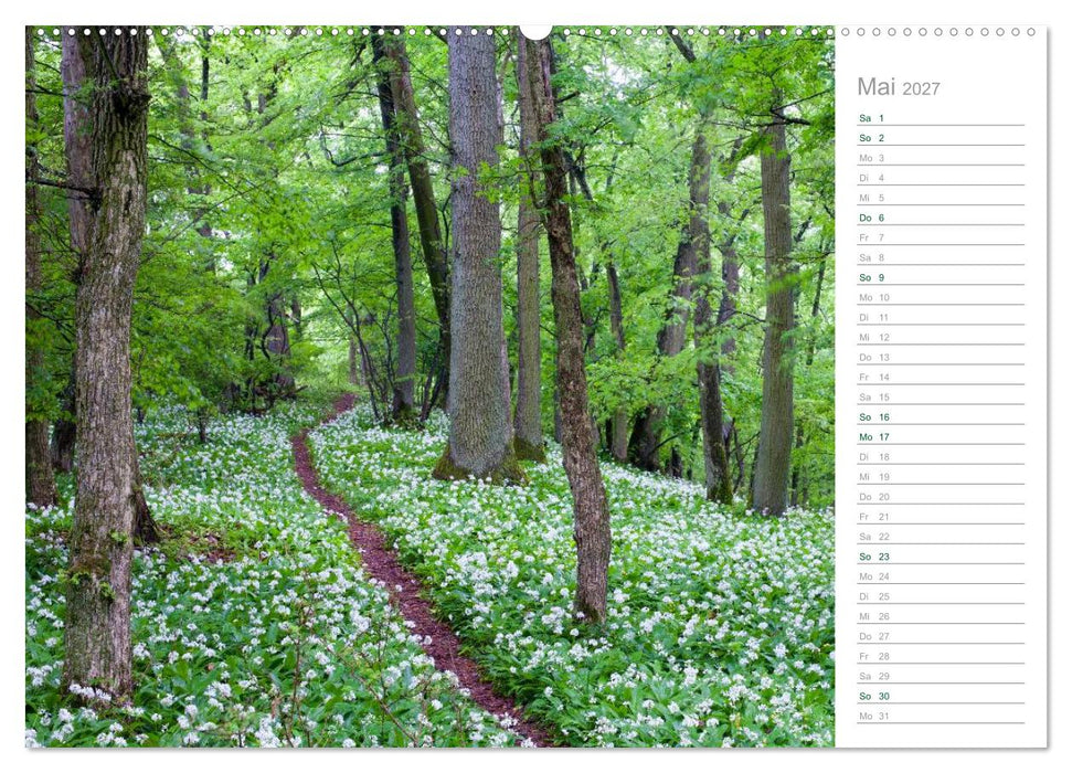 Im Deutschen Wald 2027 - ein Notizkalender (CALVENDO Premium Wandkalender 2027)