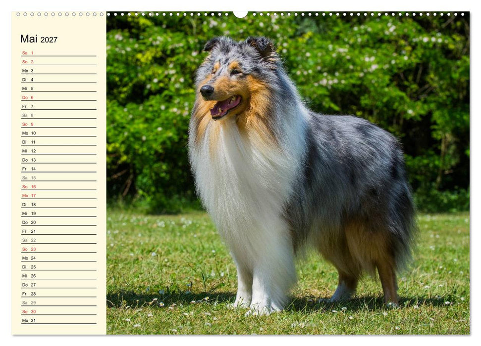 Collie - Mein bester Freund (CALVENDO Premium Wandkalender 2027)
