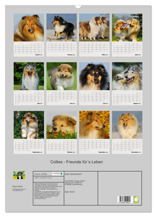 Collies - Freunde für´s Leben (CALVENDO Wandkalender 2027)