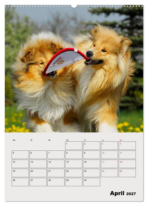 Collies - Freunde für´s Leben (CALVENDO Wandkalender 2027)