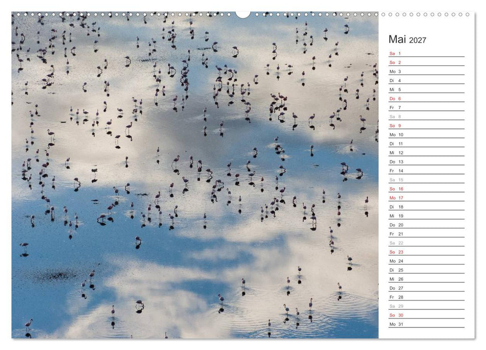 Flamingo Impressionen 2027 (CALVENDO Premium Wandkalender 2027)