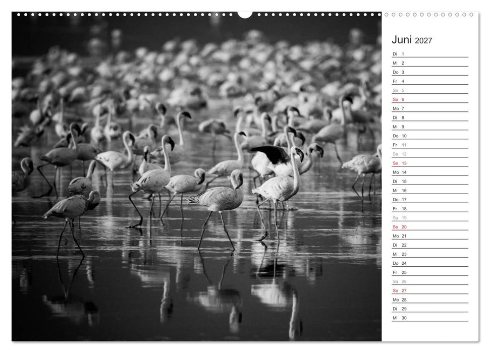 Flamingo Impressionen 2027 (CALVENDO Premium Wandkalender 2027)