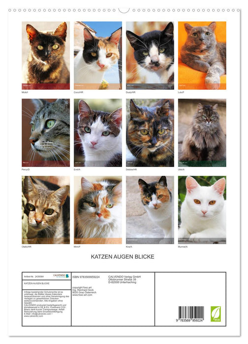 KATZEN AUGEN BLICKE (CALVENDO Premium Wandkalender 2027)