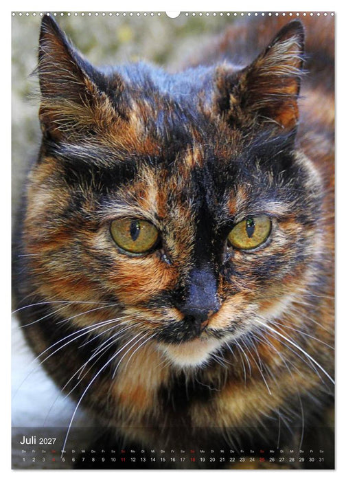 KATZEN AUGEN BLICKE (CALVENDO Premium Wandkalender 2027)