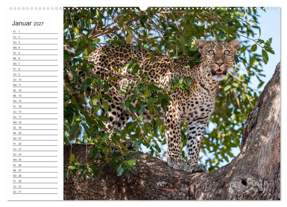 Emotionale Momente: Mein wildes Afrika (CALVENDO Wandkalender 2027)
