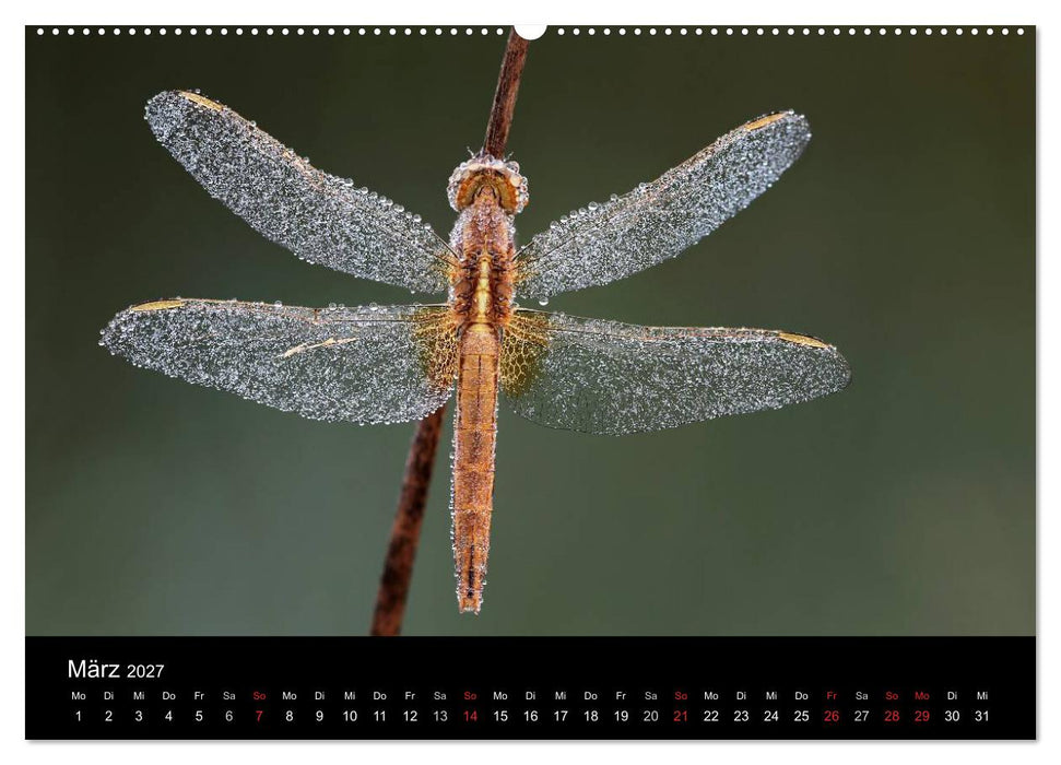 Libellen im Ried (CALVENDO Premium Wandkalender 2027)
