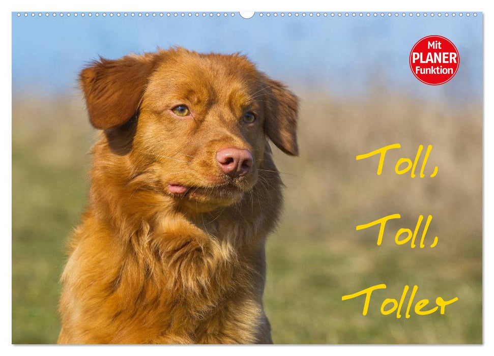 Toll, toll, Toller (CALVENDO Wandkalender 2027)