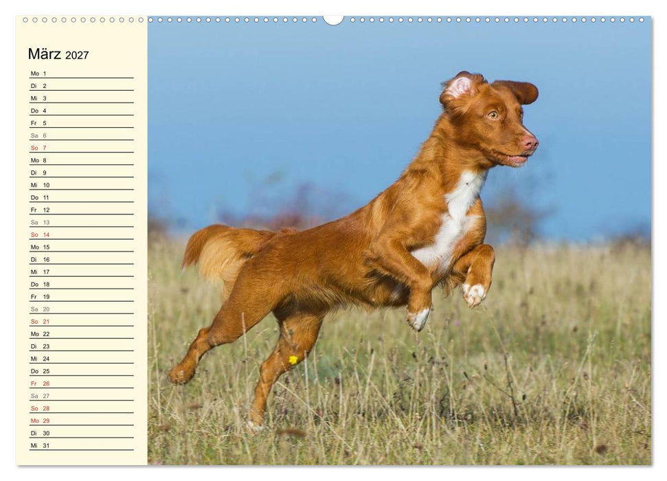 Toll, toll, Toller (CALVENDO Wandkalender 2027)