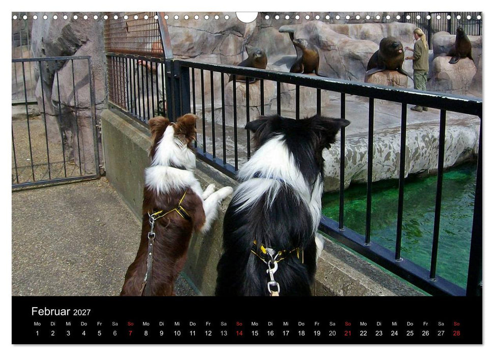 Border Collies machen Urlaub in Dänemark (CALVENDO Wandkalender 2027)