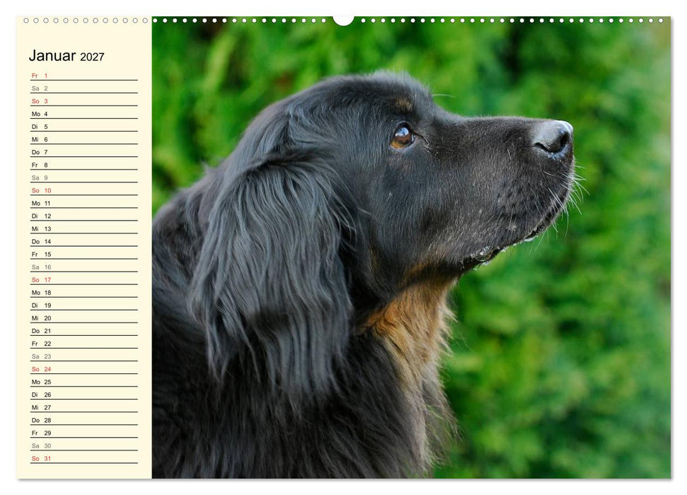 Mein bester Freund - Der Hovawart (CALVENDO Wandkalender 2027)