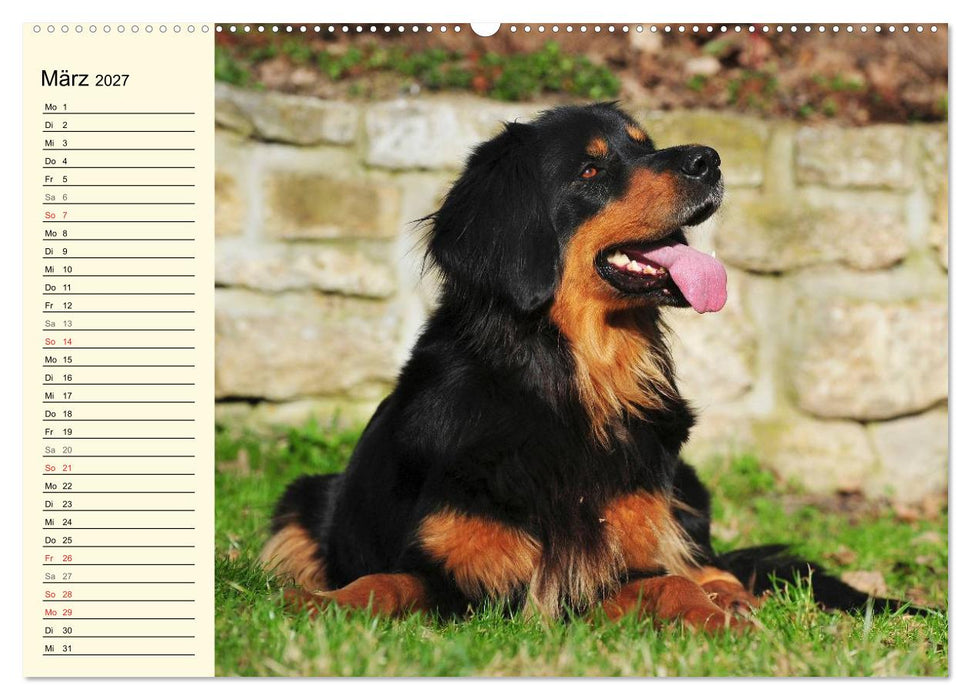 Mein bester Freund - Der Hovawart (CALVENDO Wandkalender 2027)