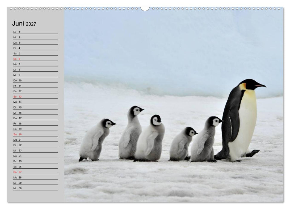 Pinguine - Watscheln im festlichen Kleid (CALVENDO Premium Wandkalender 2027)