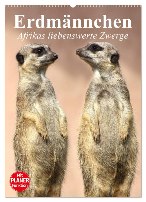 Erdmännchen - Afrikas liebenswerte Zwerge (CALVENDO Wandkalender 2027)