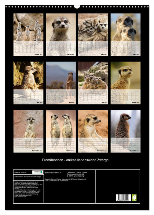 Erdmännchen - Afrikas liebenswerte Zwerge (CALVENDO Wandkalender 2027)