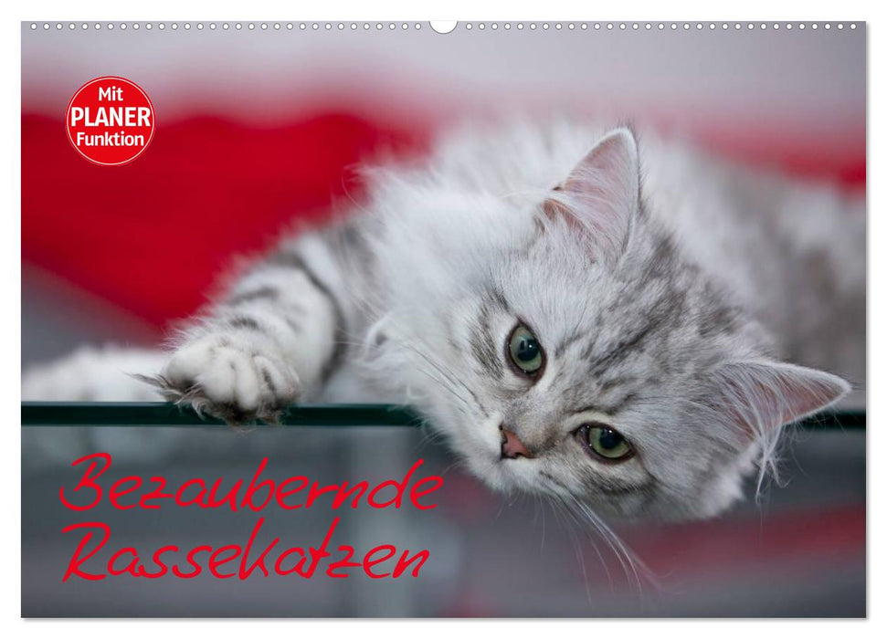 Bezaubernde Rassekatzen (CALVENDO Wandkalender 2027)