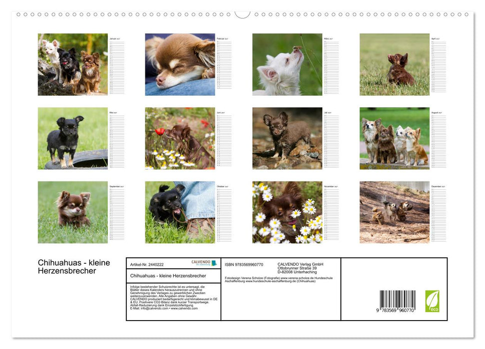 Chihuahuas - kleine Herzensbrecher (CALVENDO Premium Wandkalender 2027)