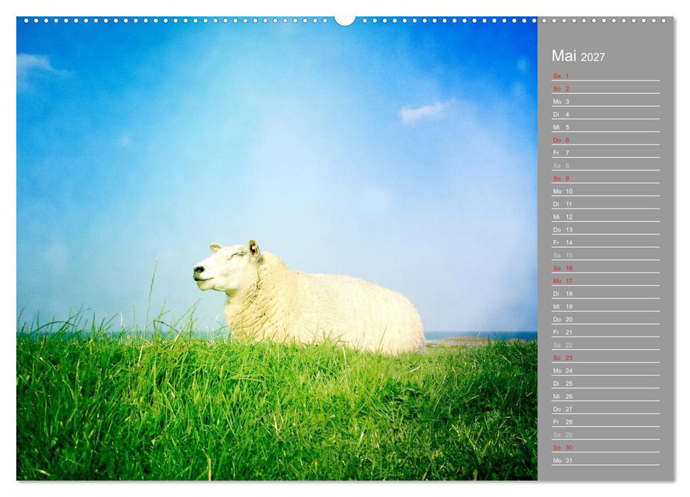 AUF DEM DEICH (CALVENDO Wandkalender 2027)